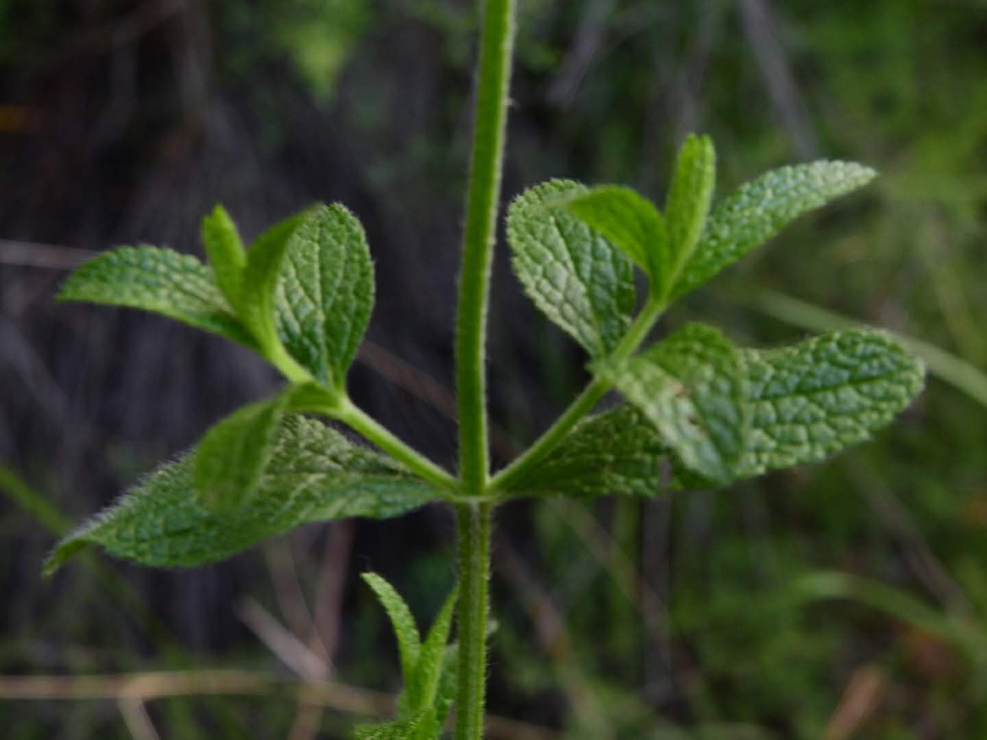 Stachys recta