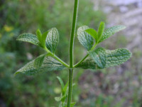 Stachys recta