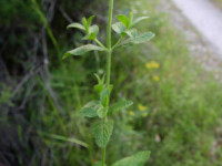 Stachys recta