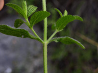 Stachys recta