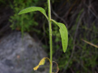 Stachys recta