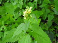 Stachys recta