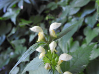 Stachys recta