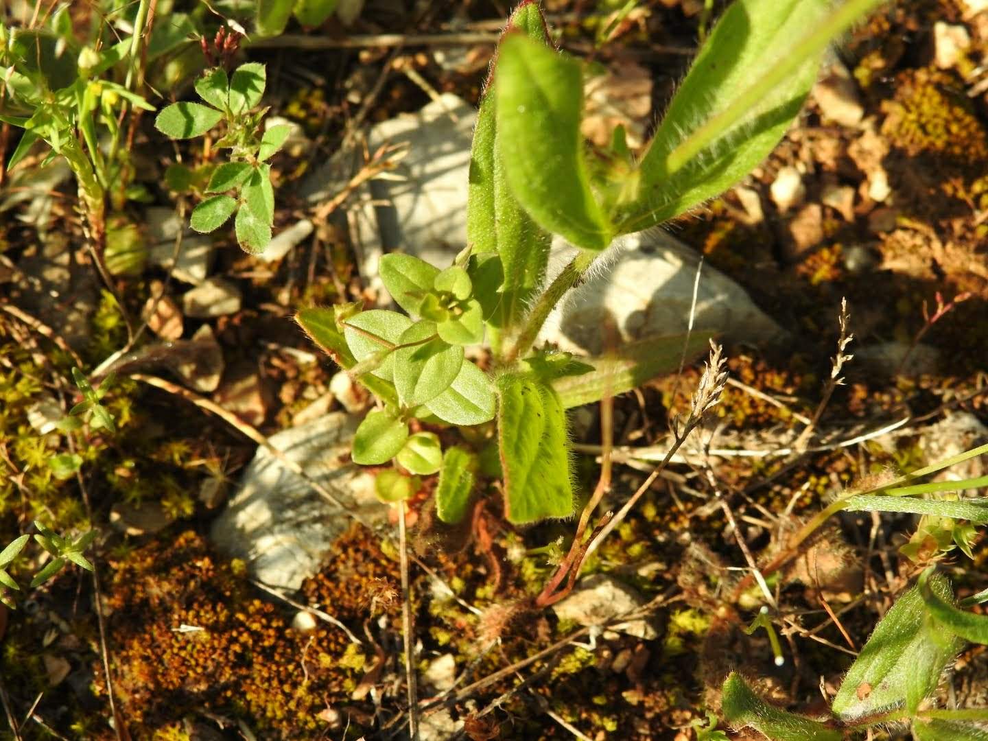 Tuberaria guttata