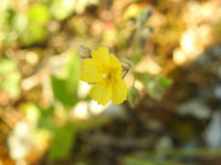 Tuberaria guttata