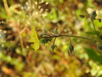 Tuberaria guttata
