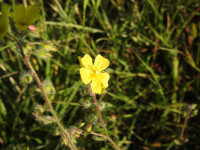Tuberaria guttata
