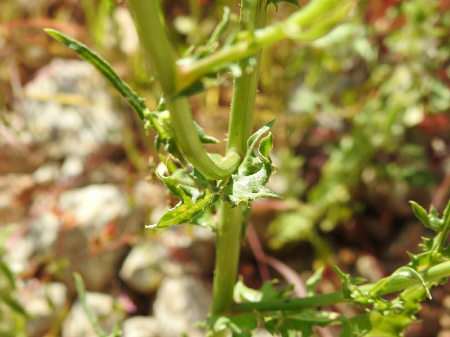 Urospermum picroides