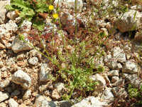 Urospermum picroides