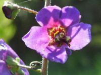 Verbascum phoeniceum