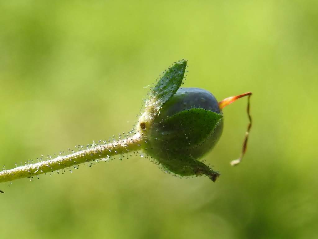Verbascum phoeniceum