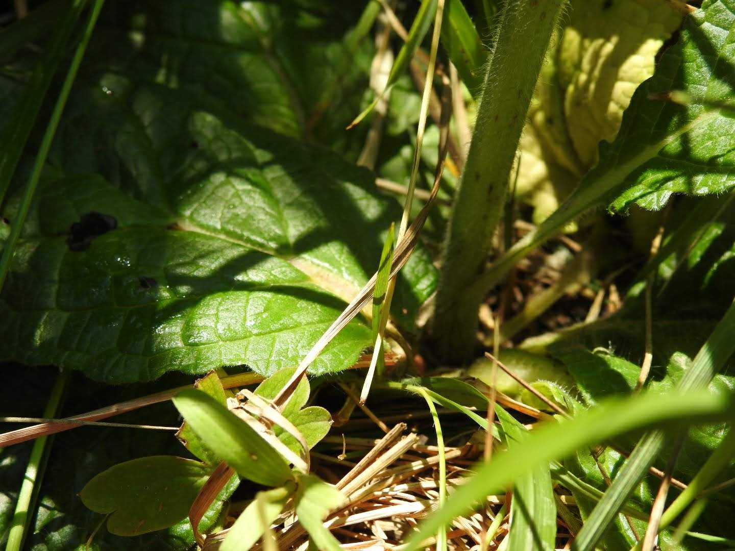 Verbascum phoeniceum