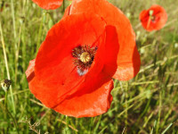 Papaver rhoeas