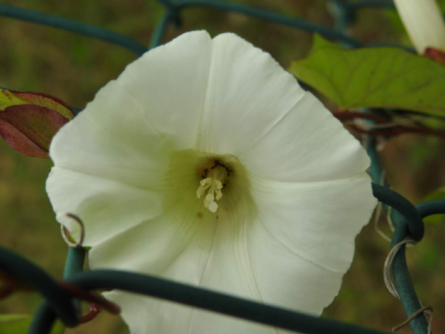 Convolvulus sepium