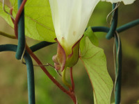 Convolvulus sepium