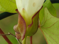 Convolvulus sepium