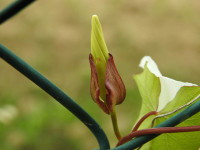 Convolvulus sepium