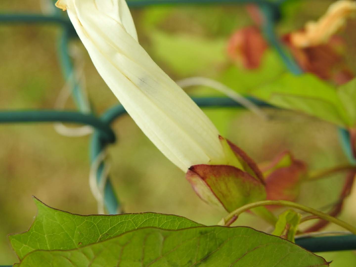 Convolvulus sepium