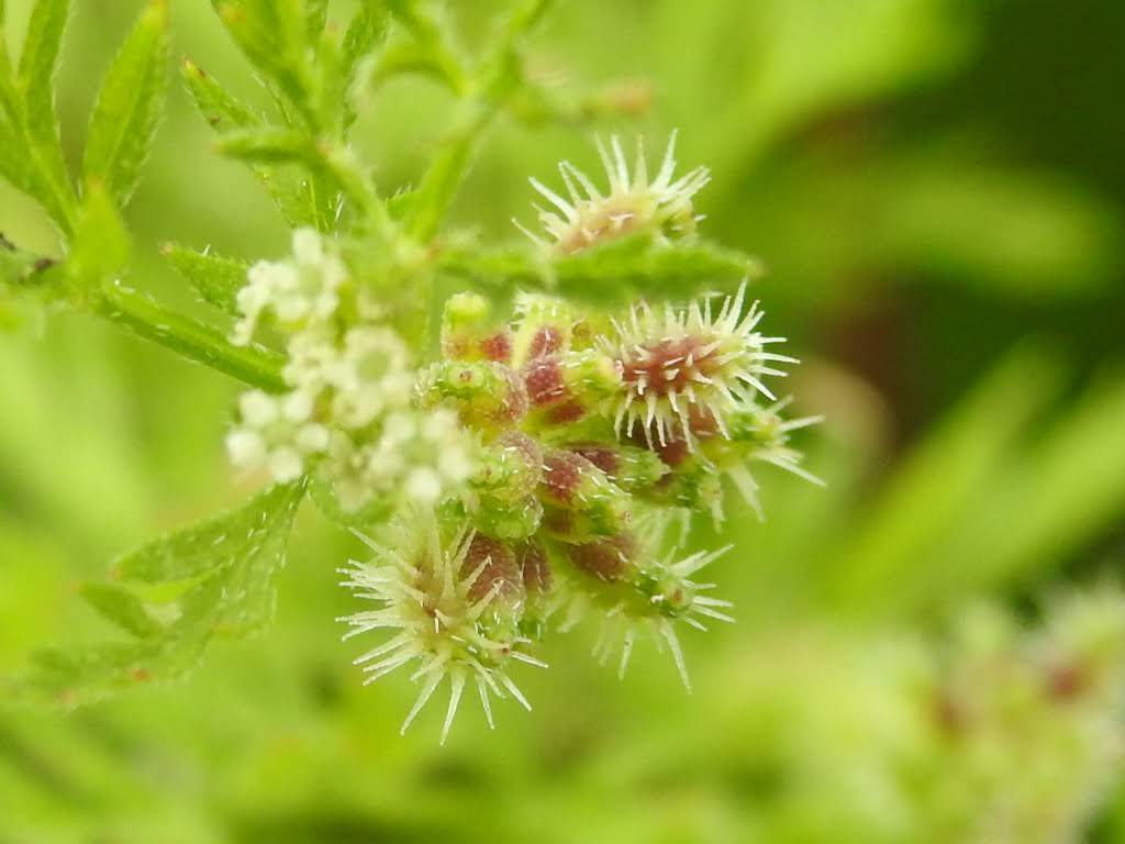 Torilis nodosa