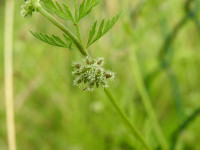 Torilis nodosa