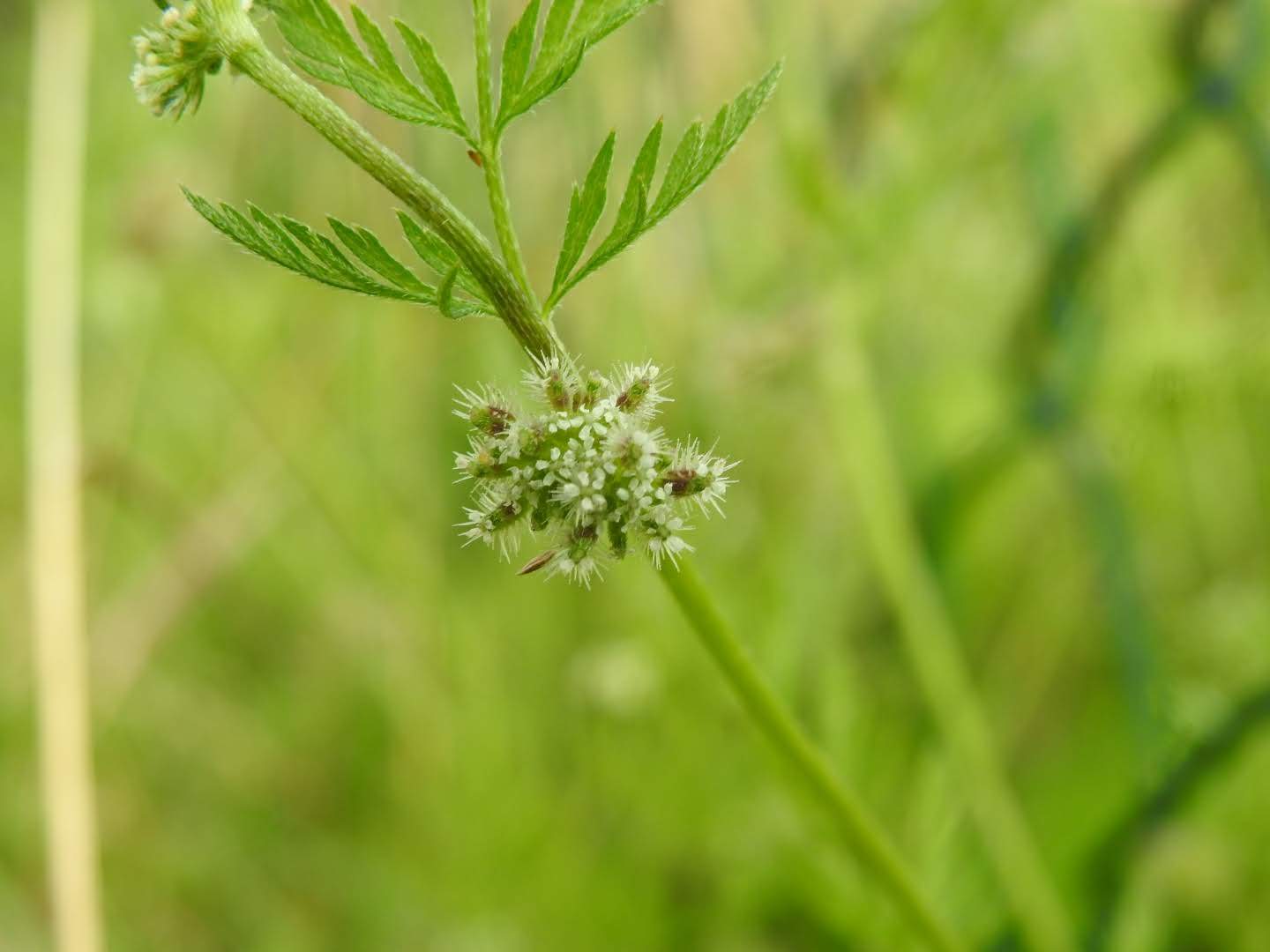 Torilis nodosa