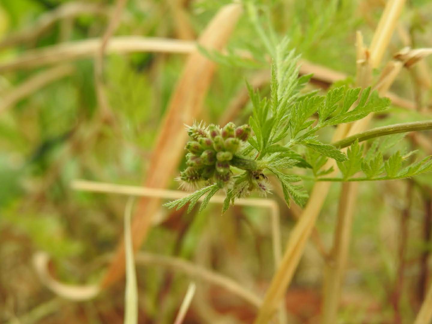 Torilis nodosa