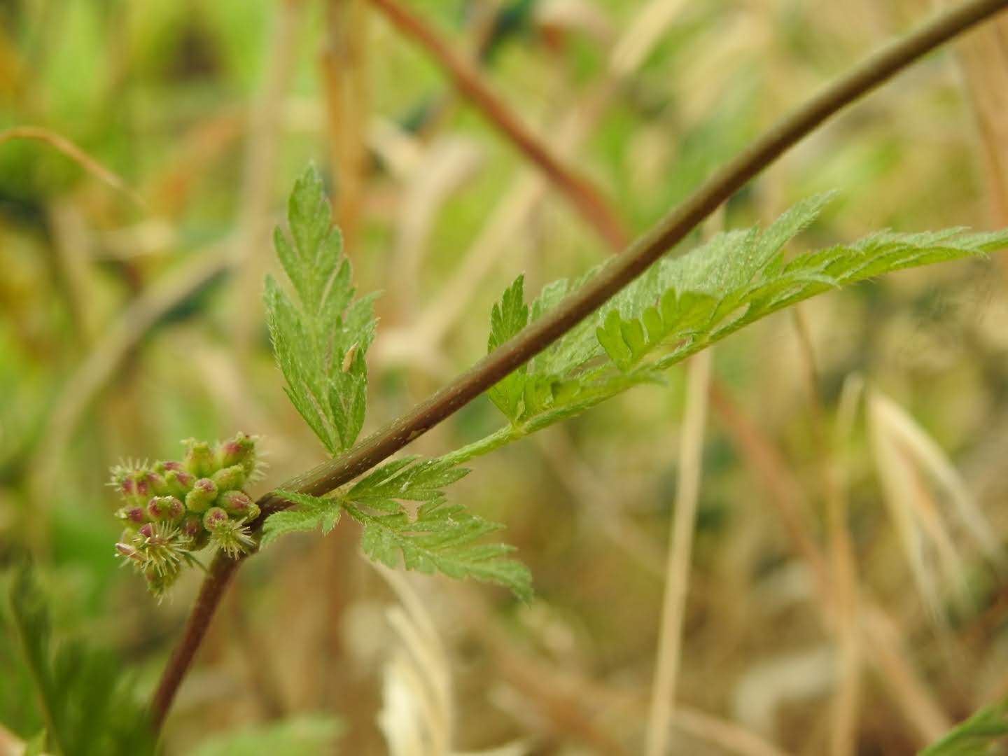 Torilis nodosa