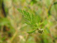 Torilis nodosa