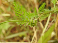 Torilis nodosa