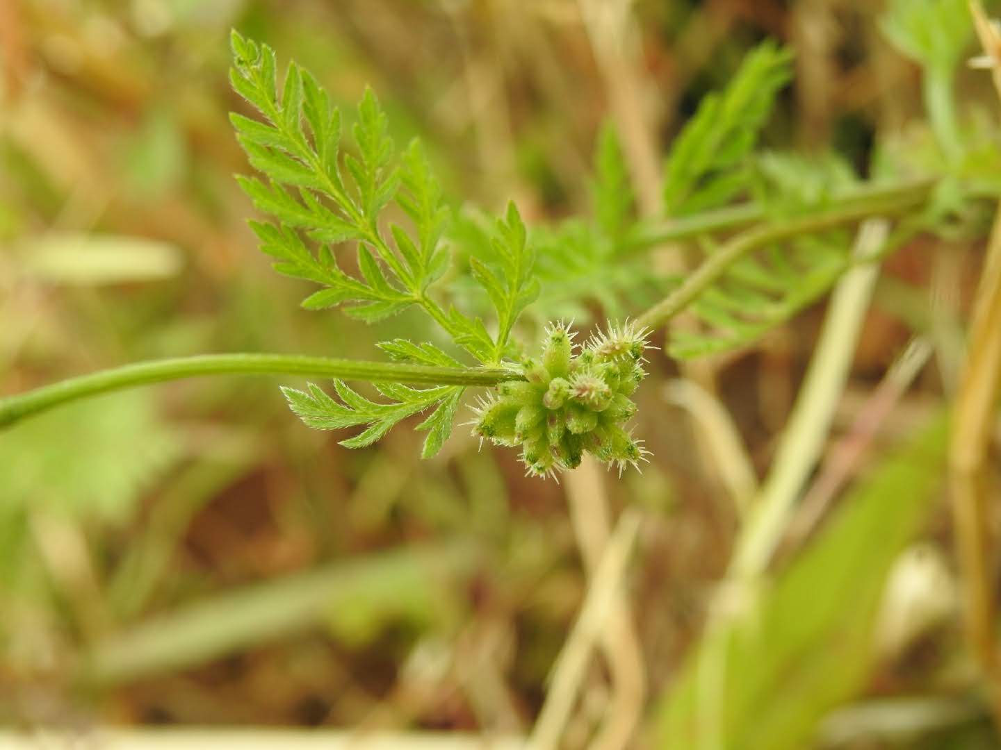 Torilis nodosa