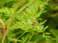 Torilis nodosa