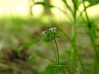Sherardia arvensis