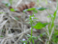 Sherardia arvensis