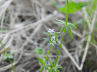 Sherardia arvensis