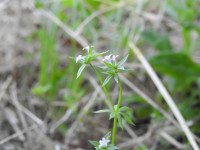 Sherardia arvensis