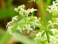 Galium album
