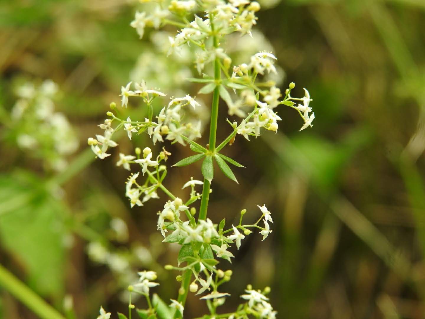 Galium album
