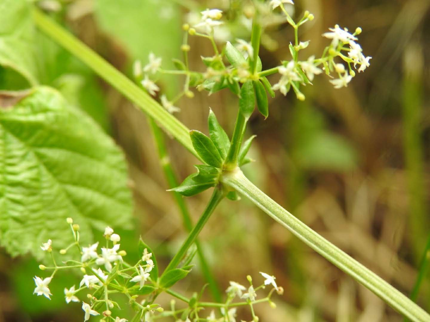 Galium album