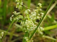 Galium album