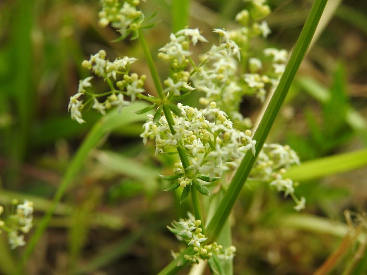 Galium album