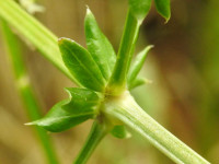 Galium album