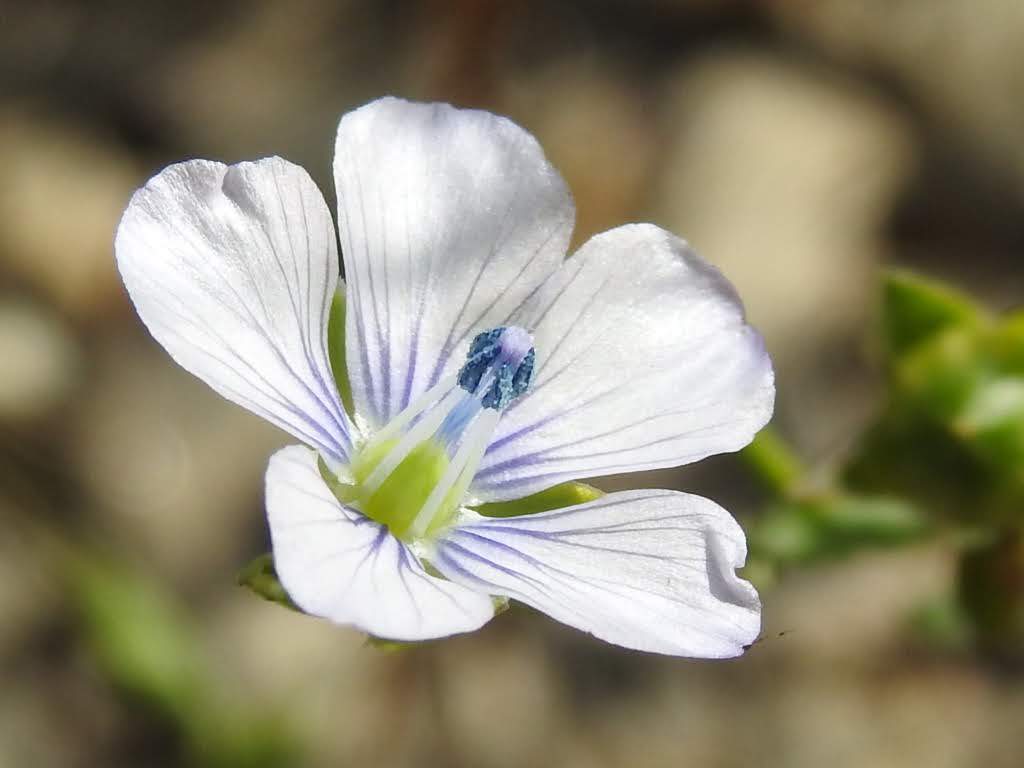 Linum usitatissimum