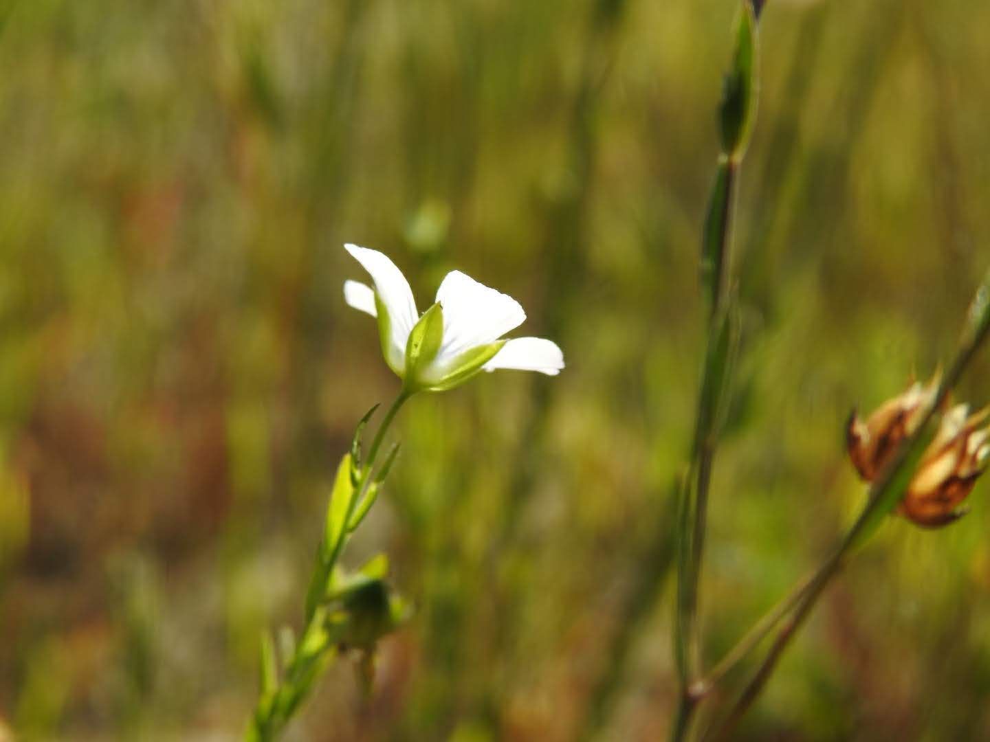 Linum usitatissimum