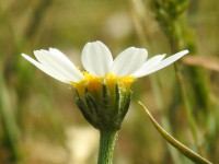 Anthemis arvensis