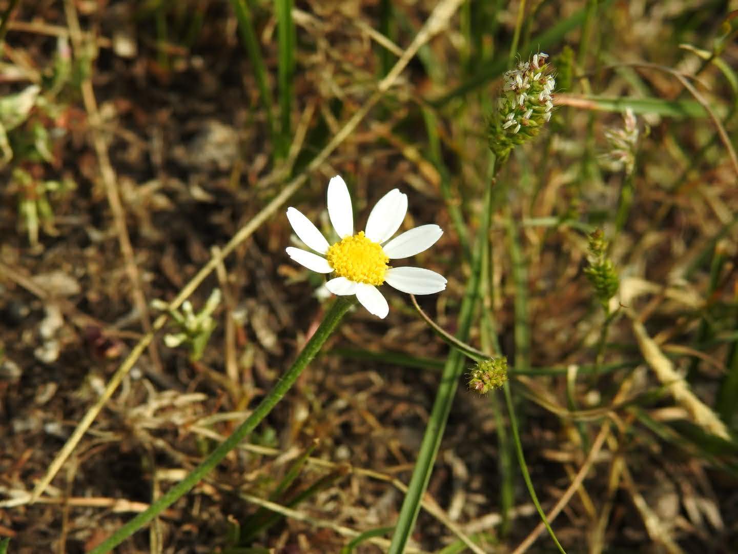 Anthemis arvensis
