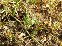 Anthemis arvensis