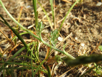 Anthemis arvensis