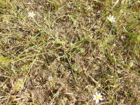 Anthemis arvensis