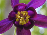 Aquilegia atrata