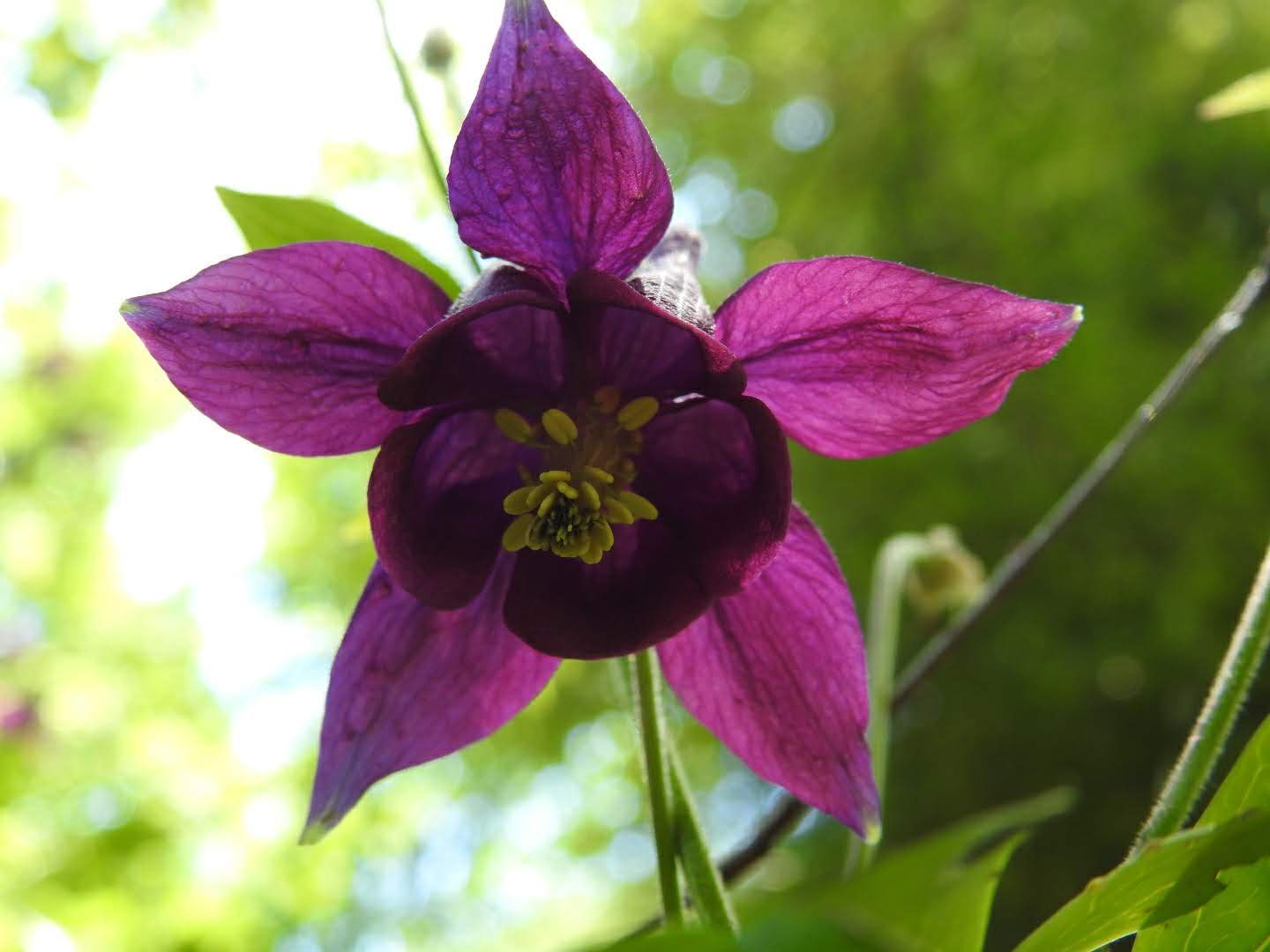 Aquilegia atrata